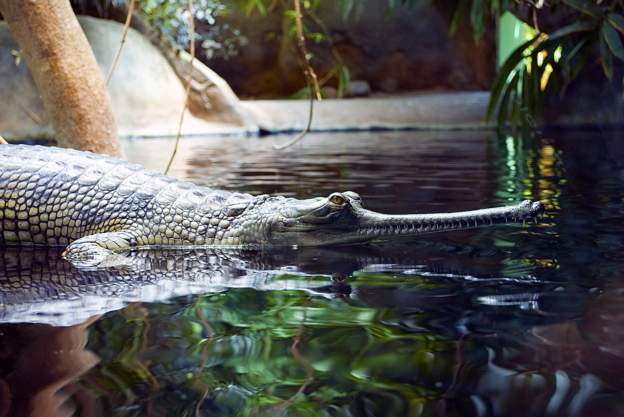 gaviál  crocodile  zoo free photo