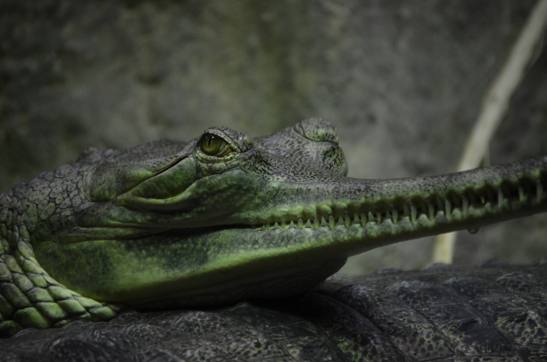 gavial fauna head free photo