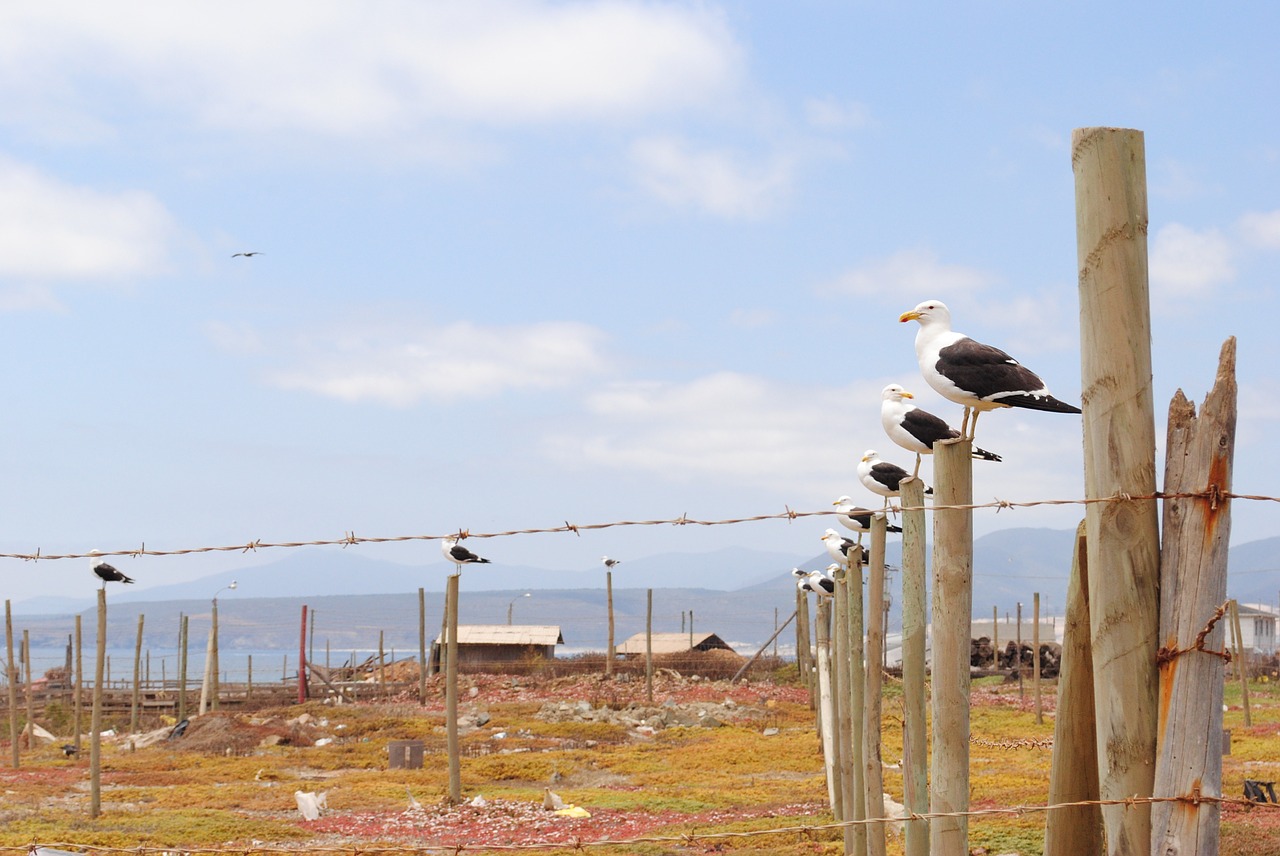 gaviota birds seagull free photo