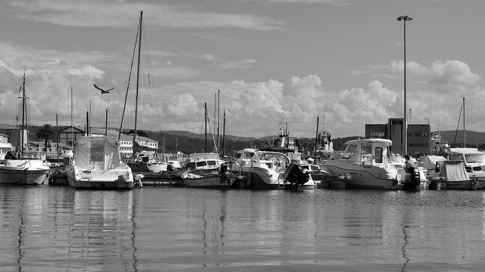 seagull pier boats free photo