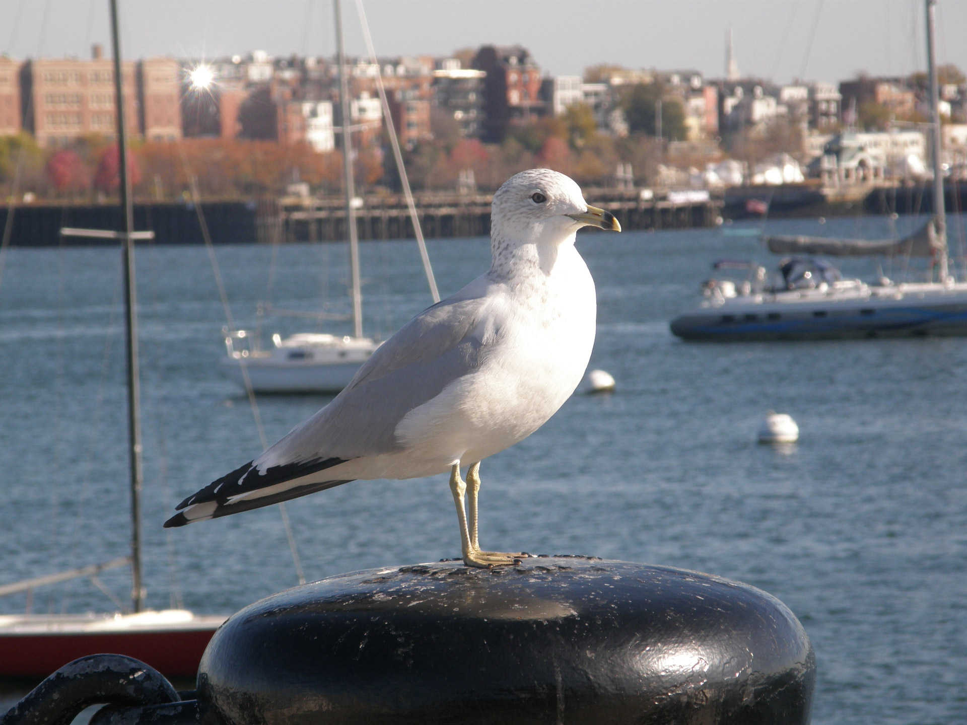 seagull bird sitting free photo