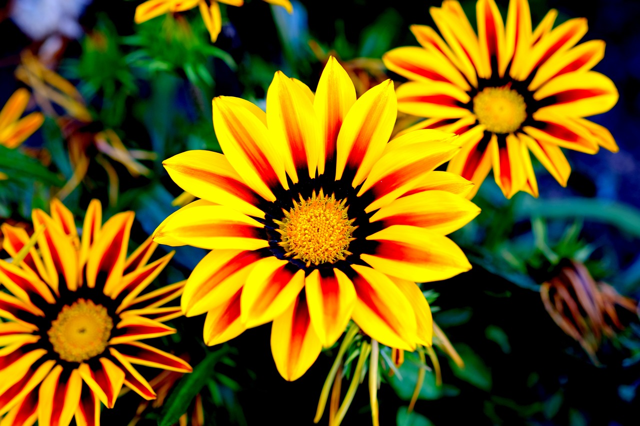 gazani hybrids flowers yellow free photo