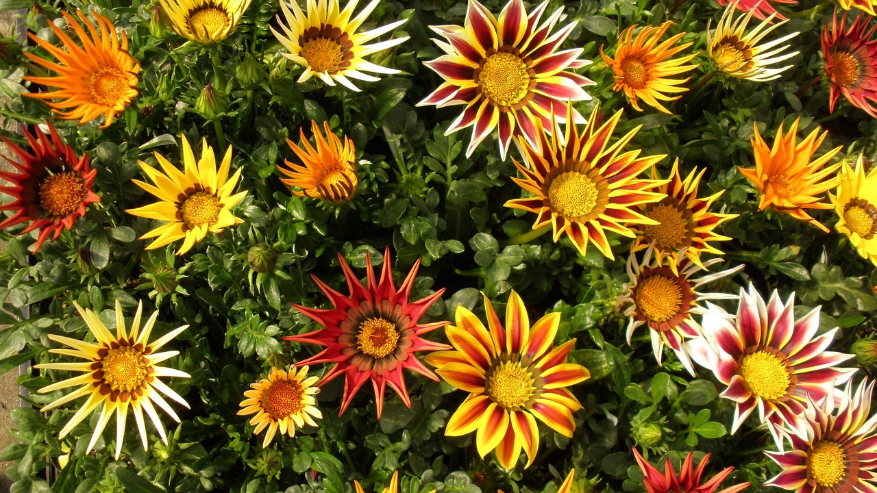 gazania flowers plant free photo