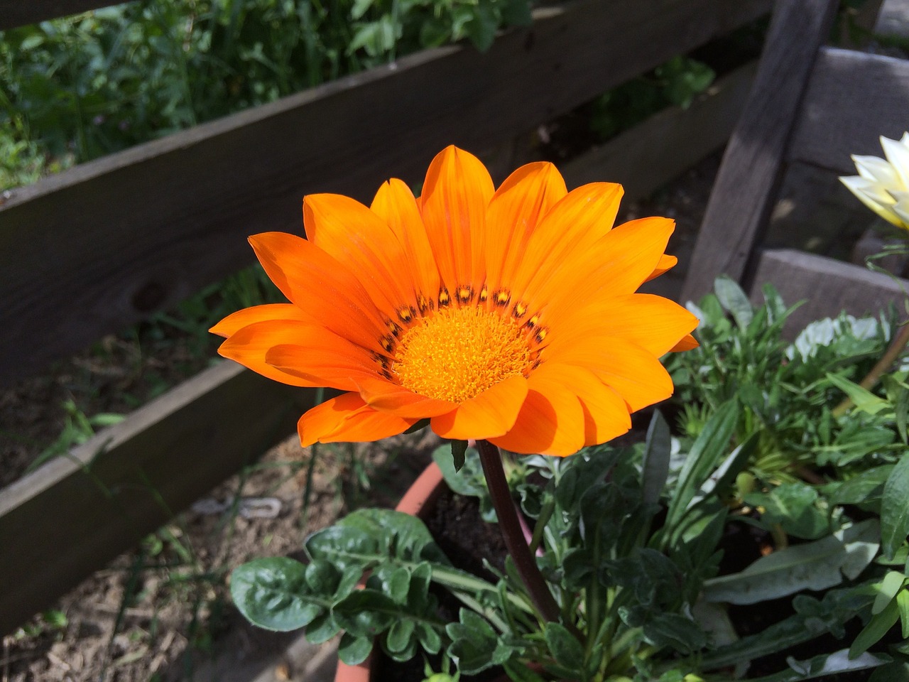 gazania orange blossom flower garden free photo