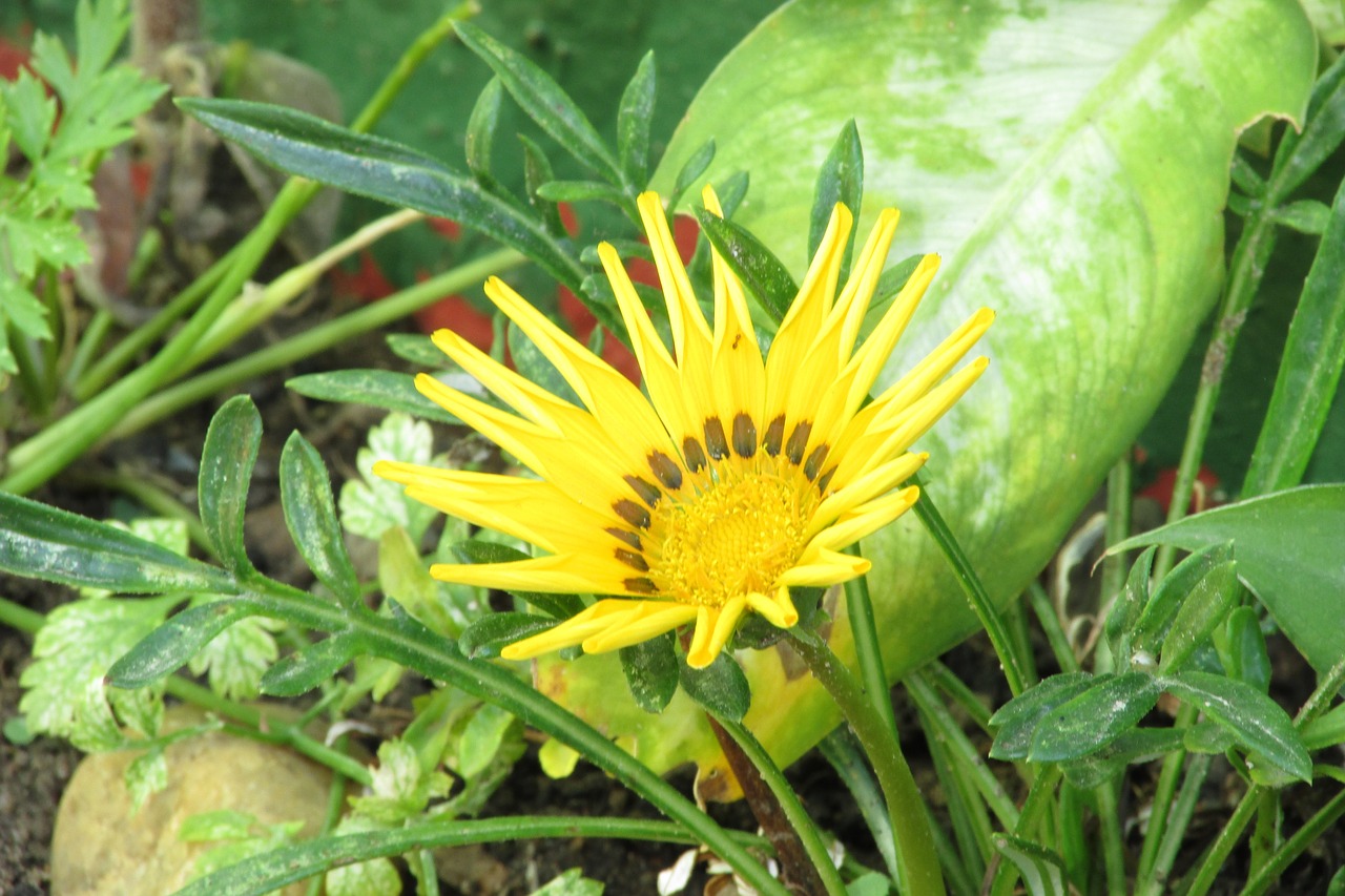 gazania colorful flowers garden free photo