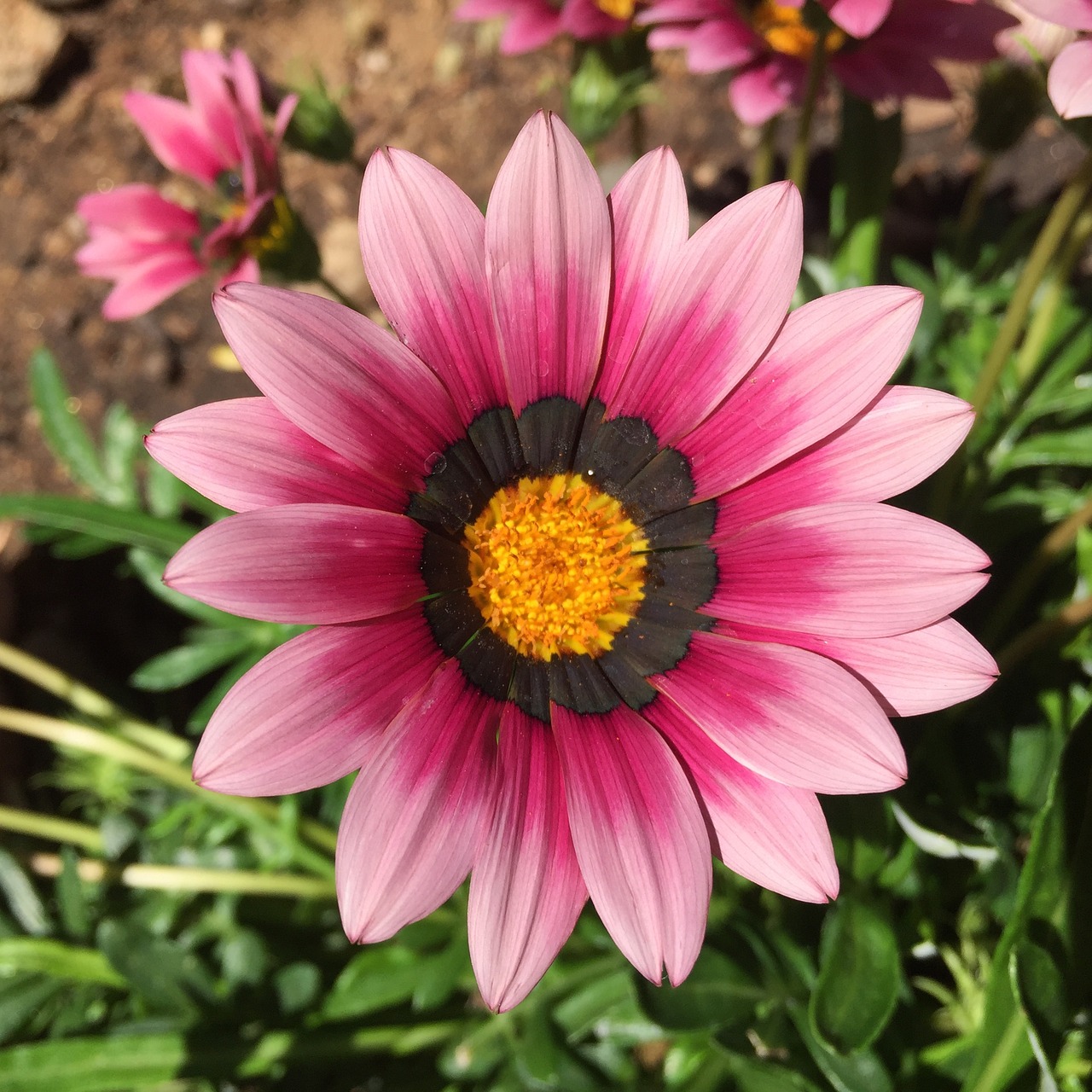 gazania flower summer free photo