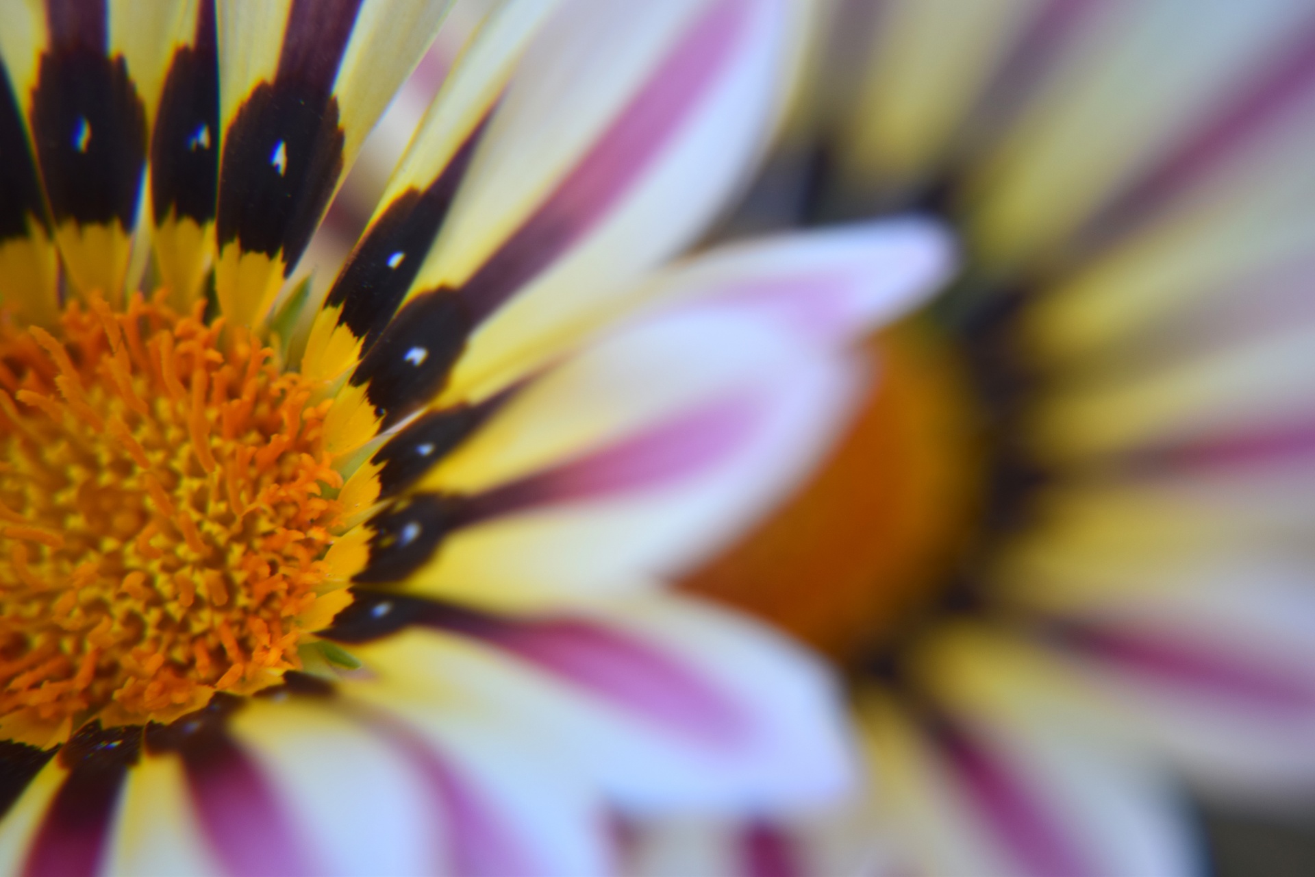 gazania flower macro free photo