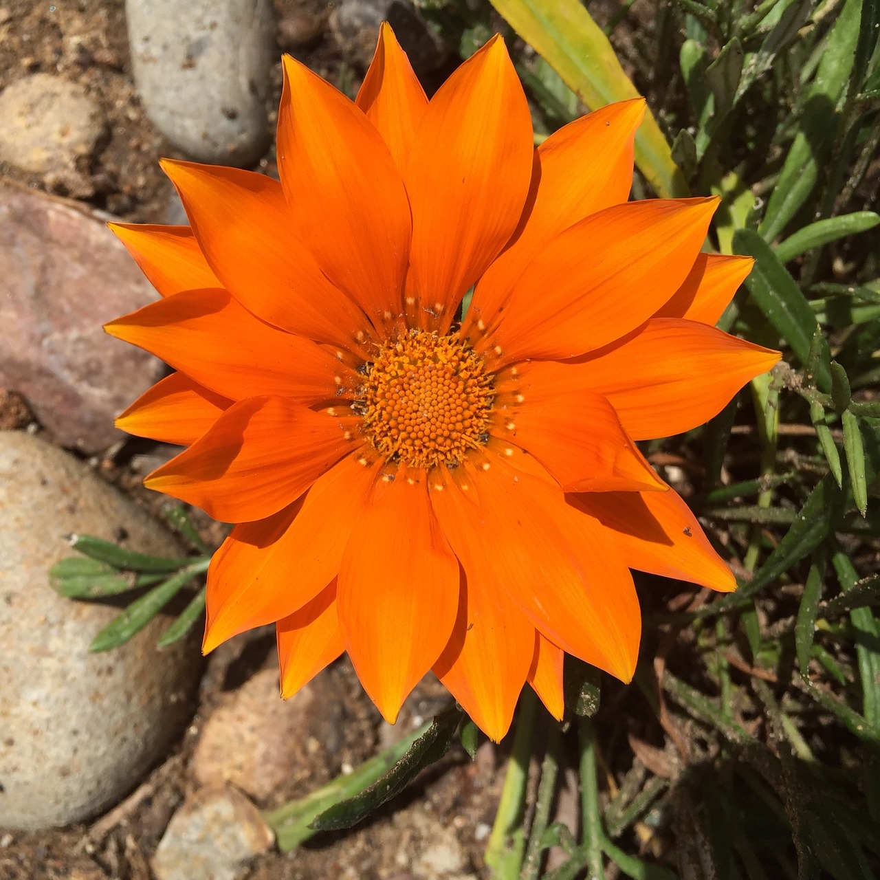 gazania bright orange free photo