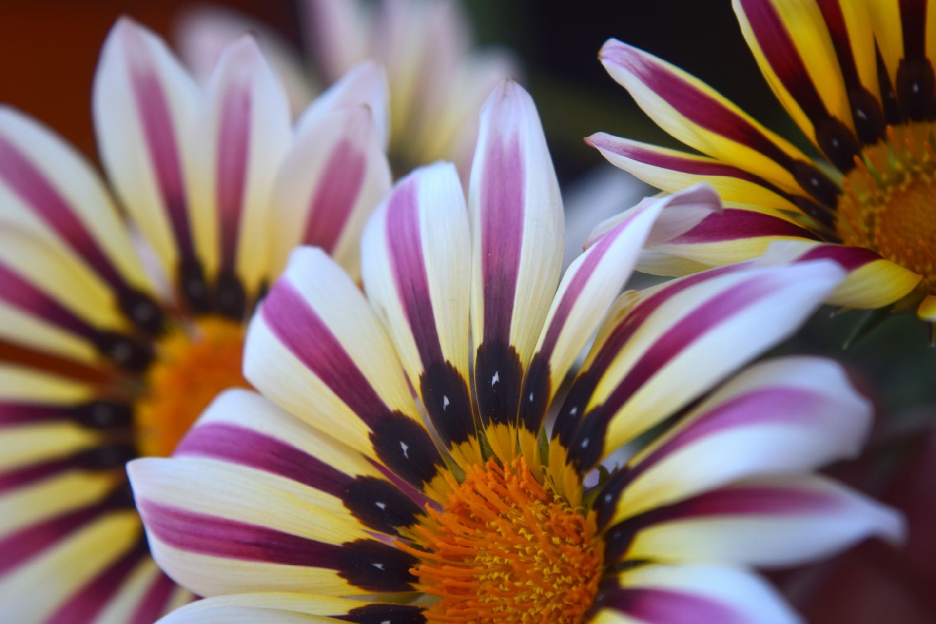 gazania flower petals free photo