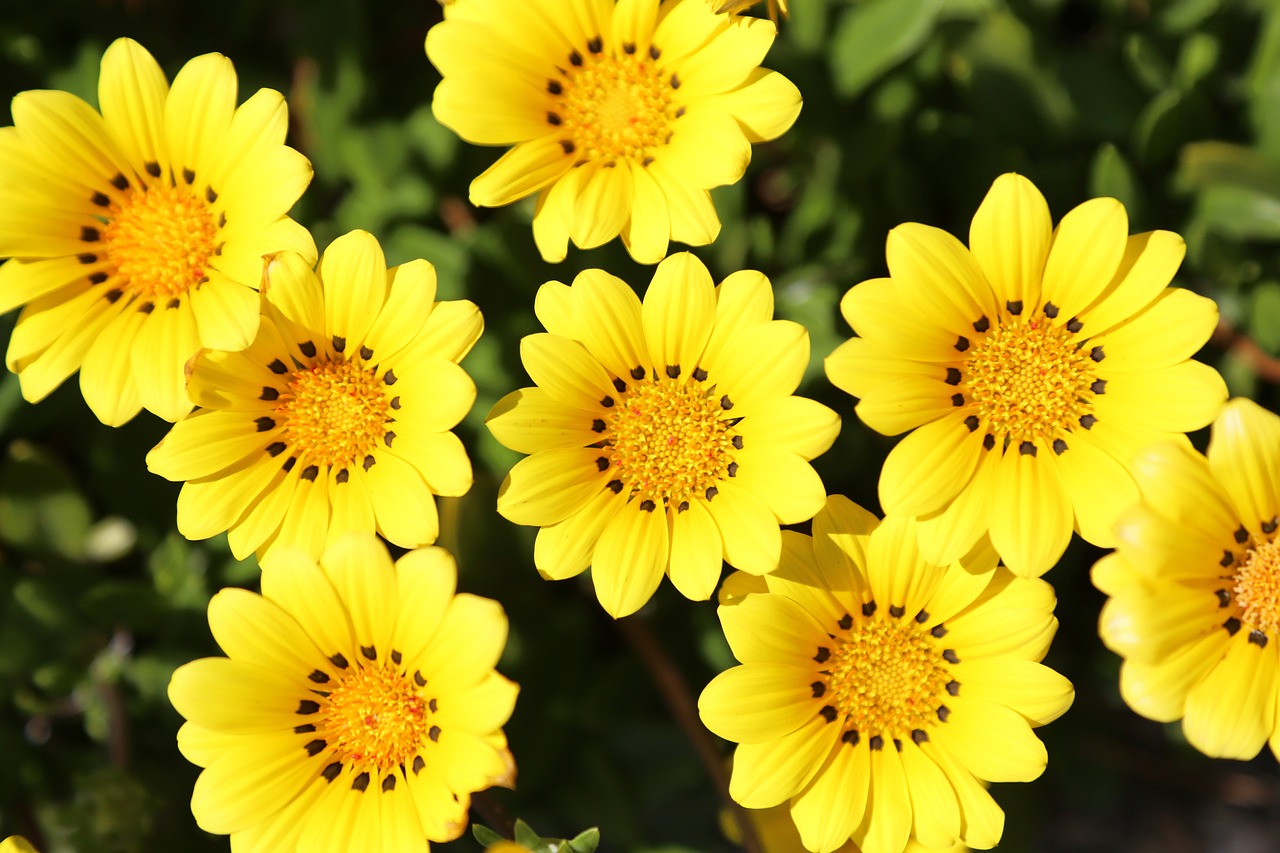 gazania yellow flowers flowers free photo