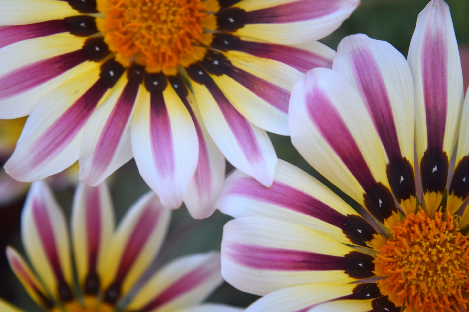 gazania flower petals free photo