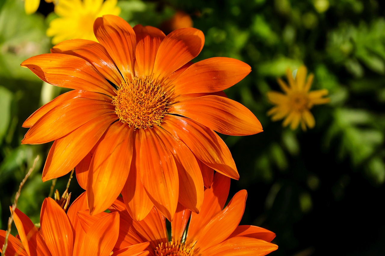 gazania flower flowers free photo