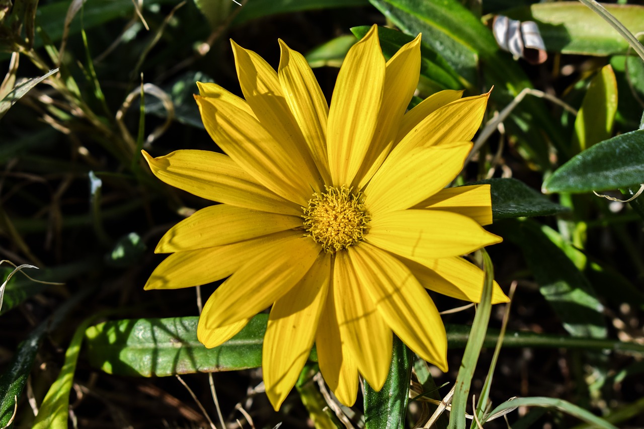 gazania yellow flower free photo