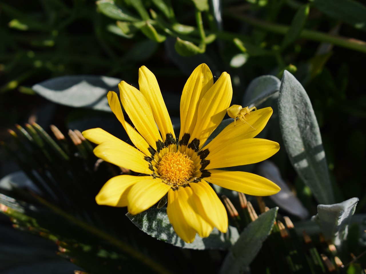 gazania beetle yellow free photo