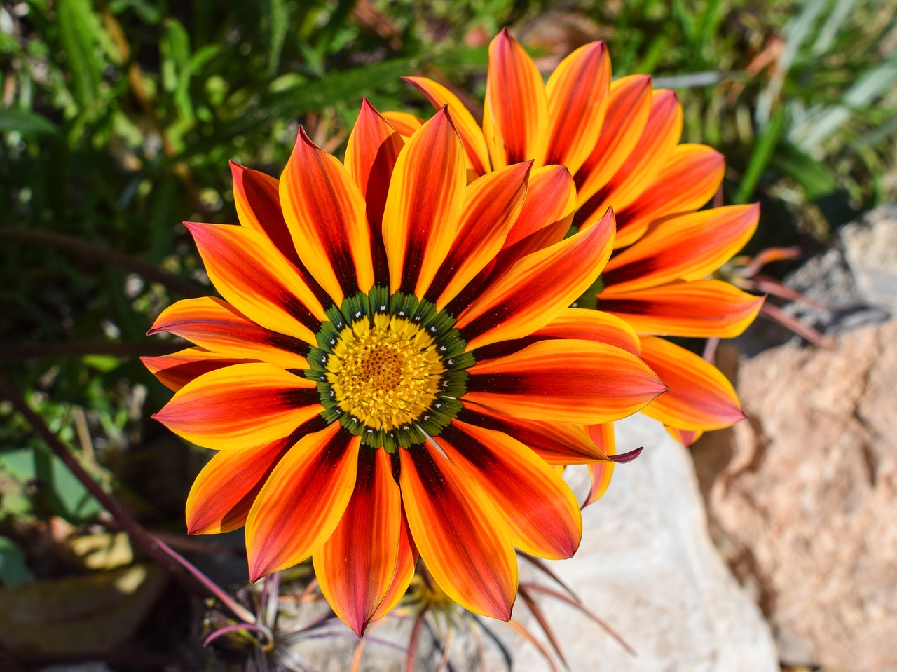 gazania flower colorful free photo