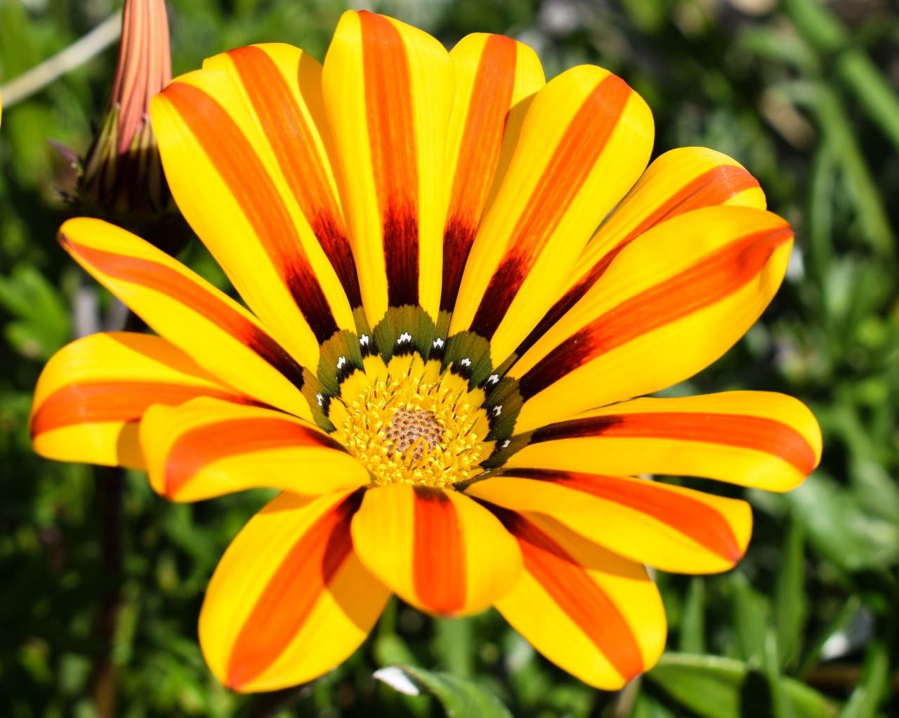 gazania flower colorful free photo