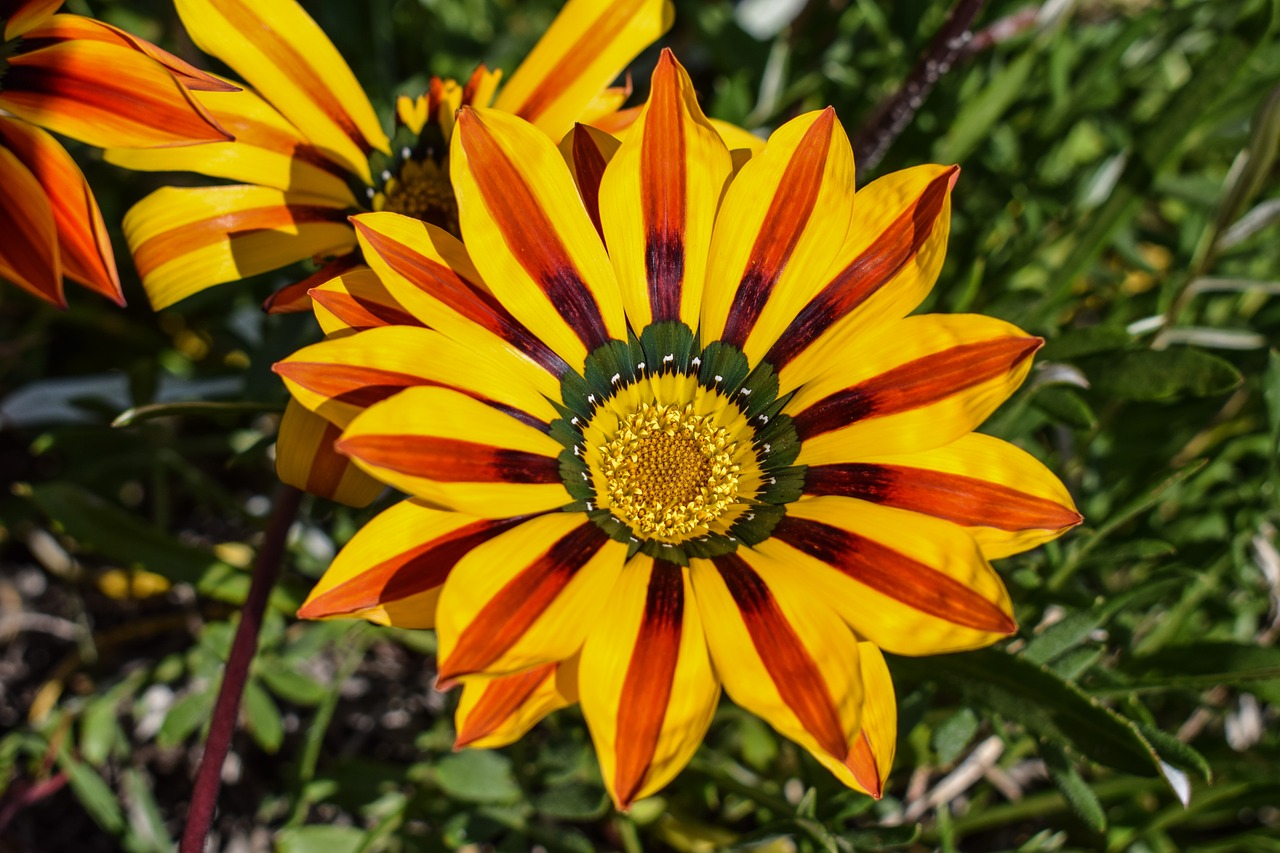 gazania flower colorful free photo