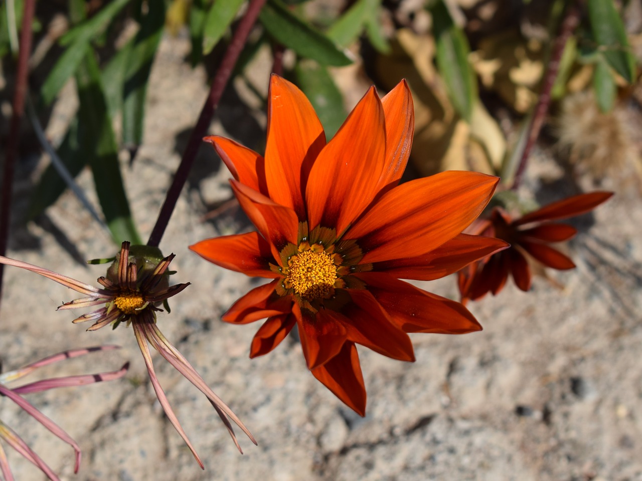 gazania flower colorful free photo