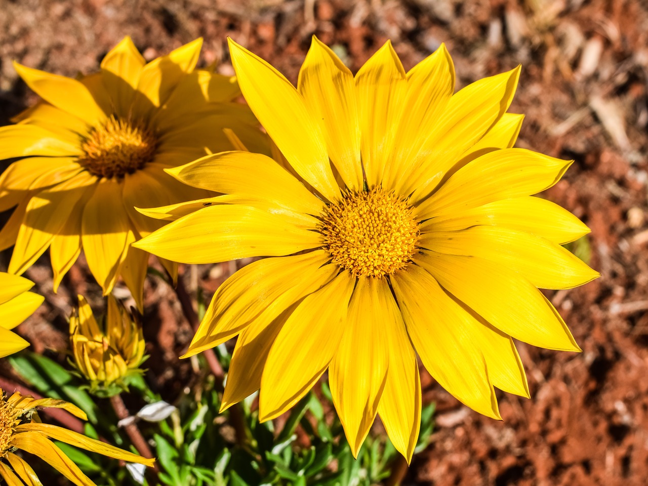 gazania flower yellow free photo