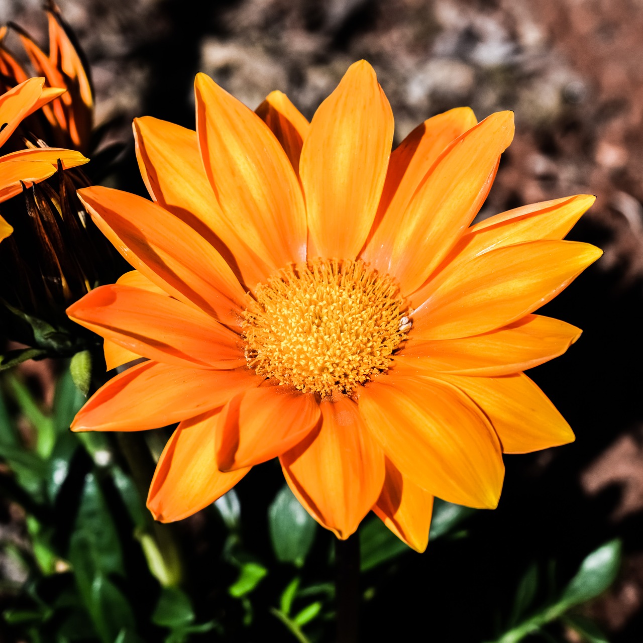gazania flower orange free photo