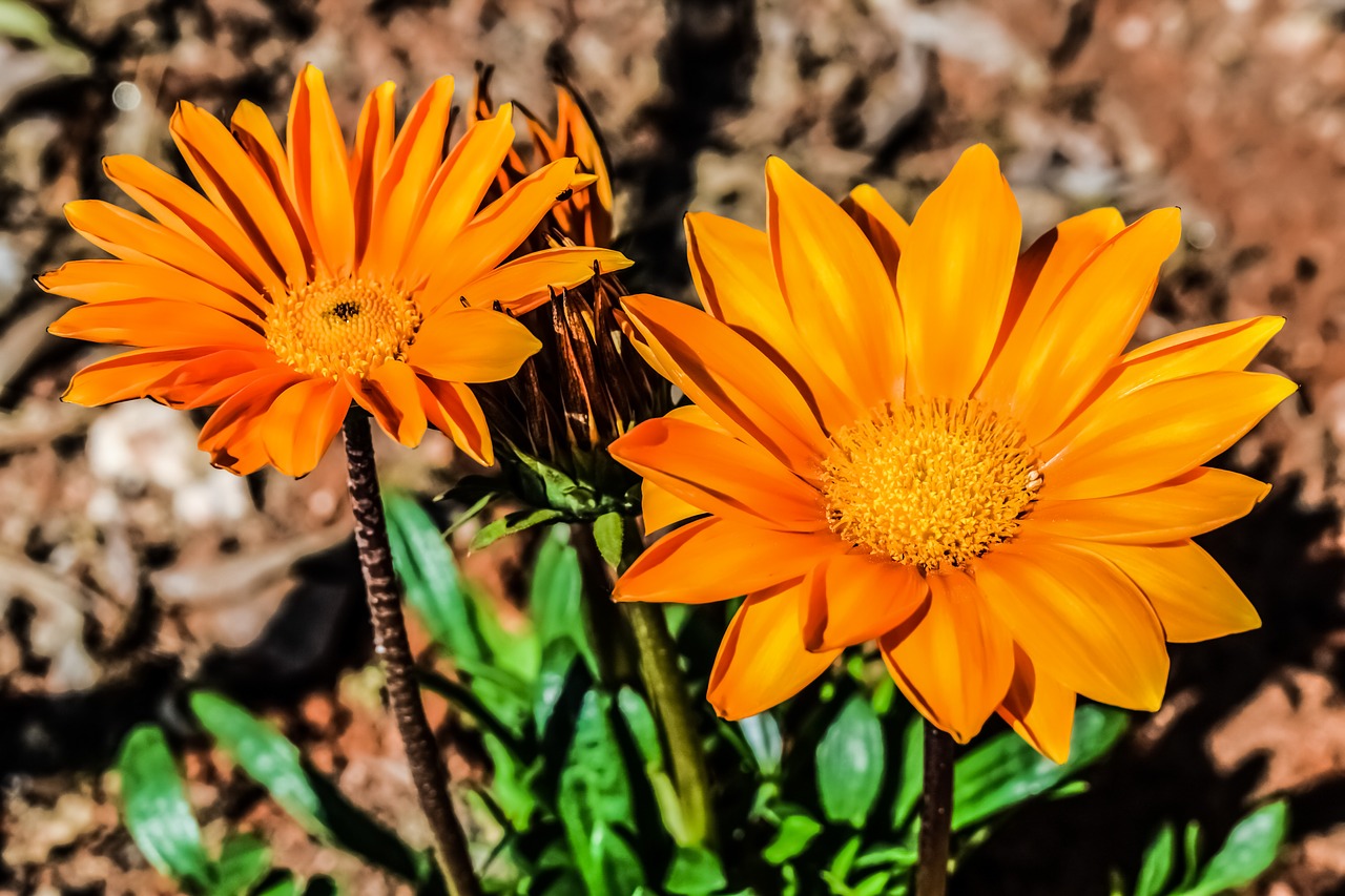 gazania flower orange free photo