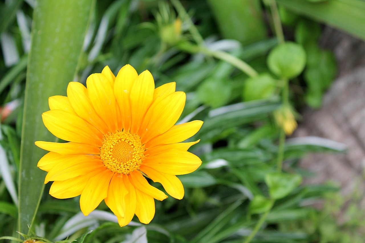 gazania gazania harsh aster family free photo