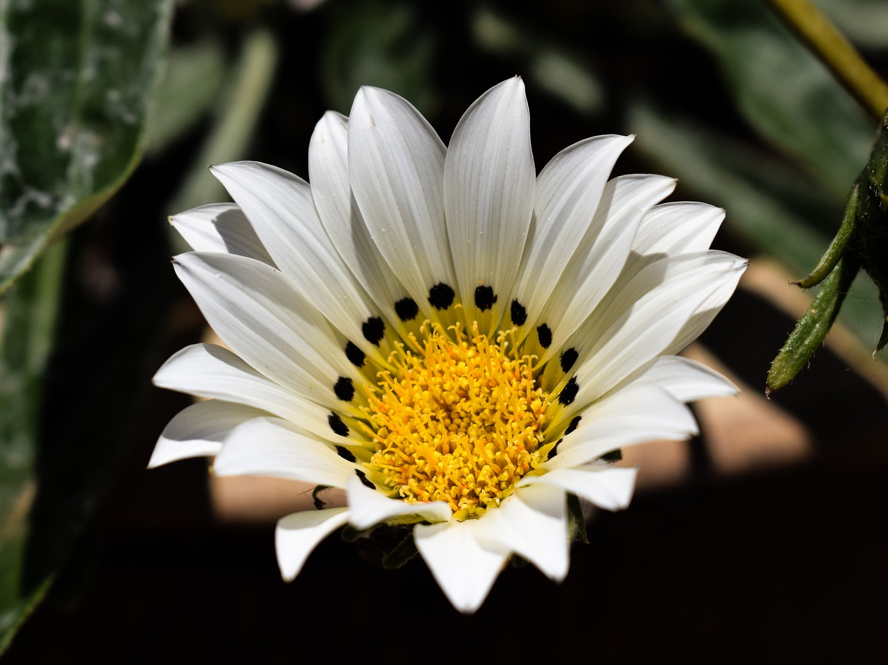 gazania white flower free photo