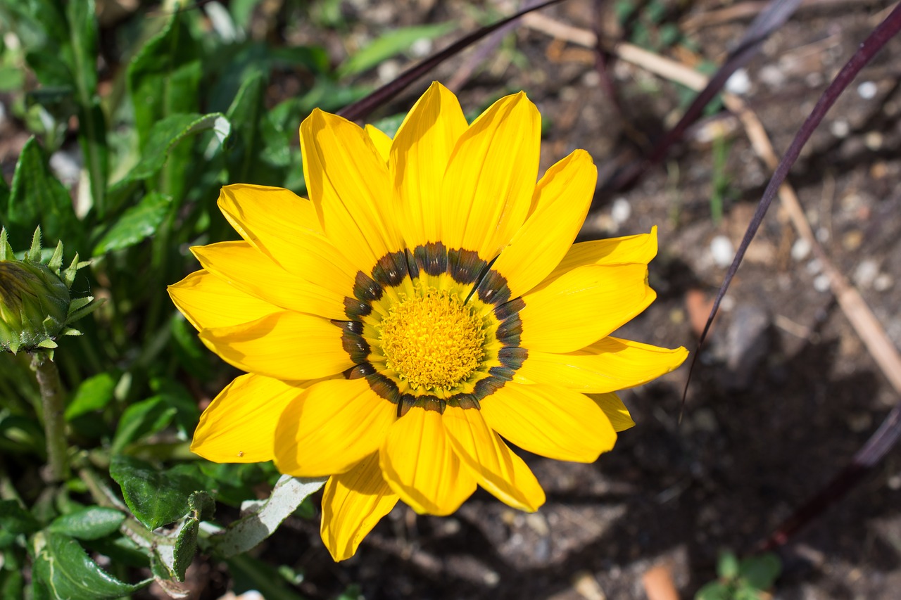 gazania hybrid gold noon free photo