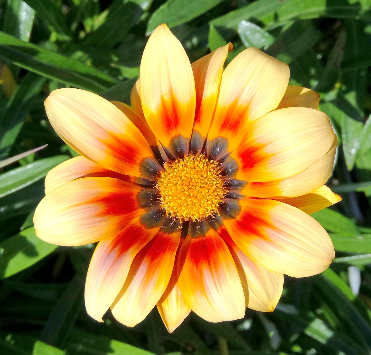 gazania flower yellow free photo