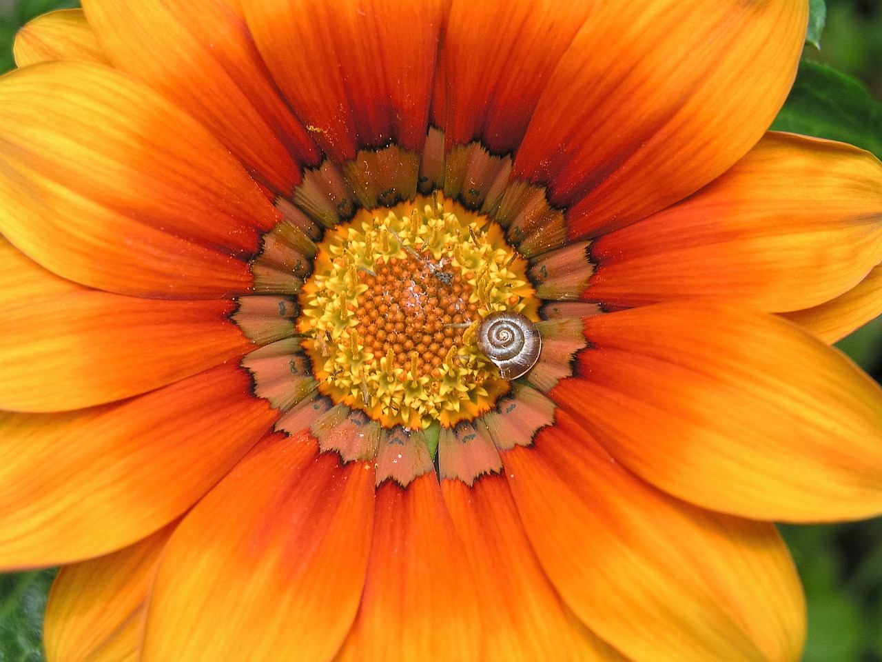 gazania flower orange free photo