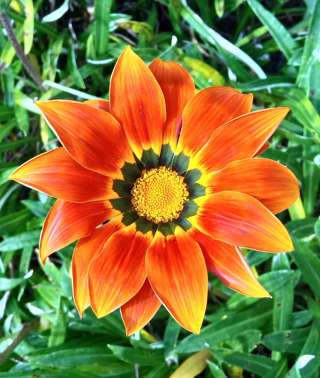 gazania flower orange free photo