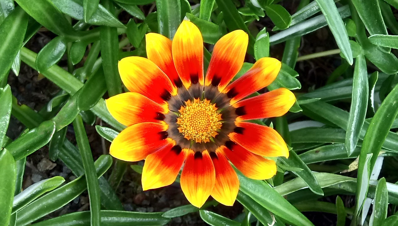 gazania flower golden free photo