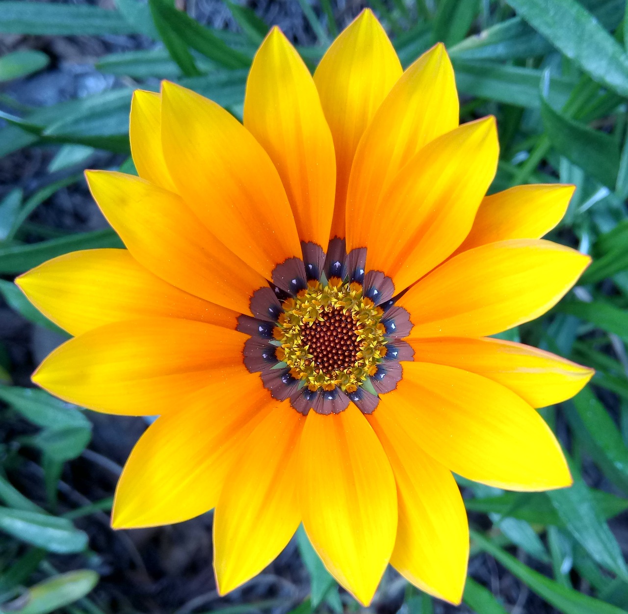 gazania flower golden free photo