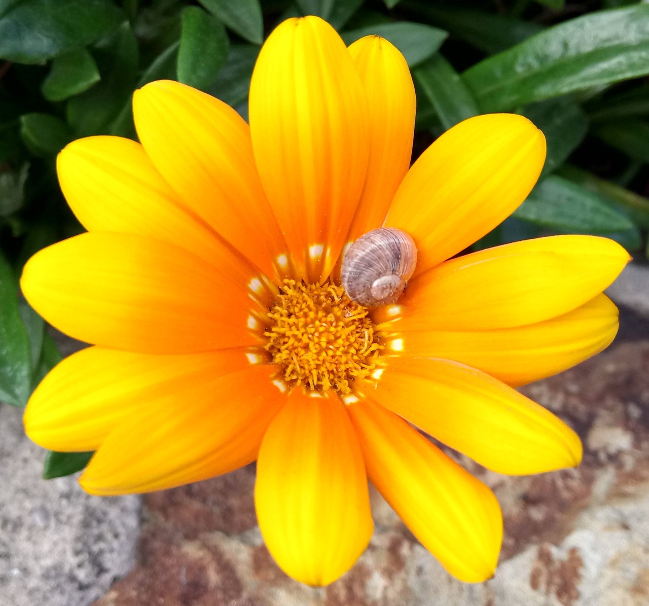 gazania flower golden free photo