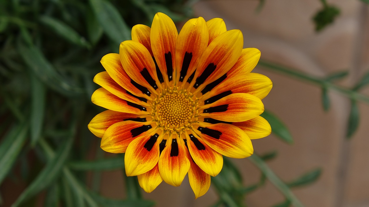 gazania awesome flower free photo