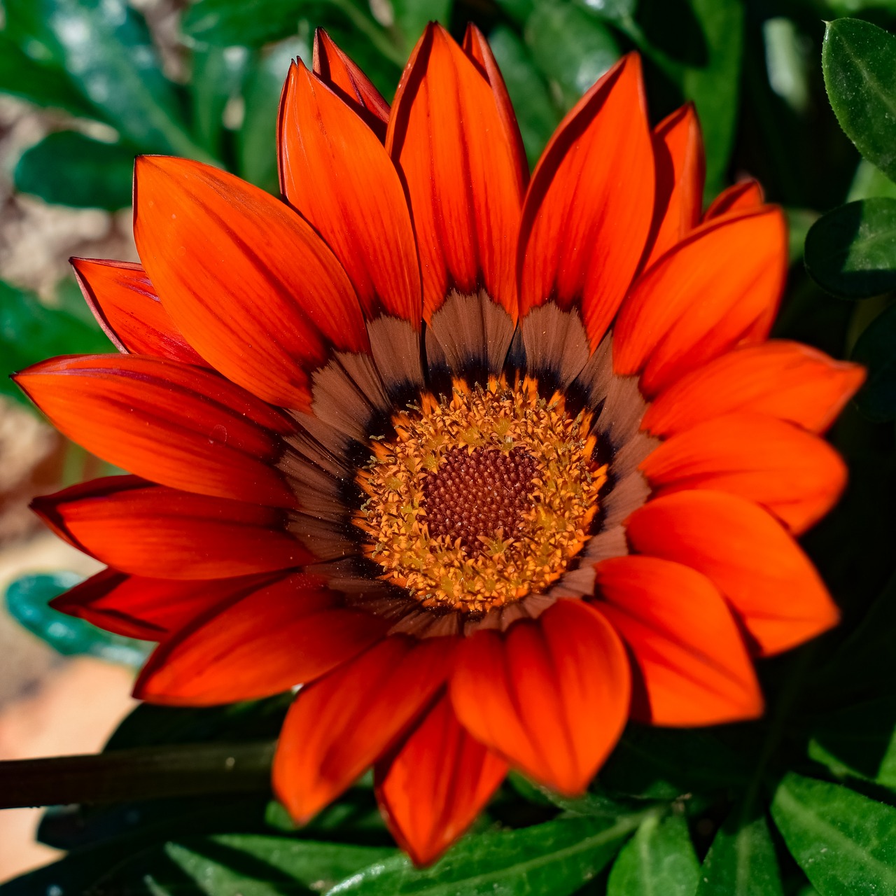 gazania  flower  flora free photo