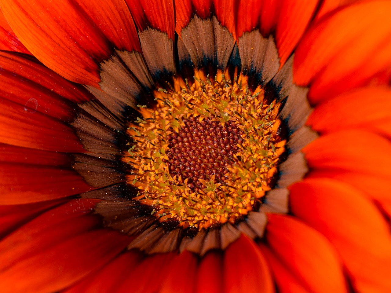 gazania  flower  flora free photo