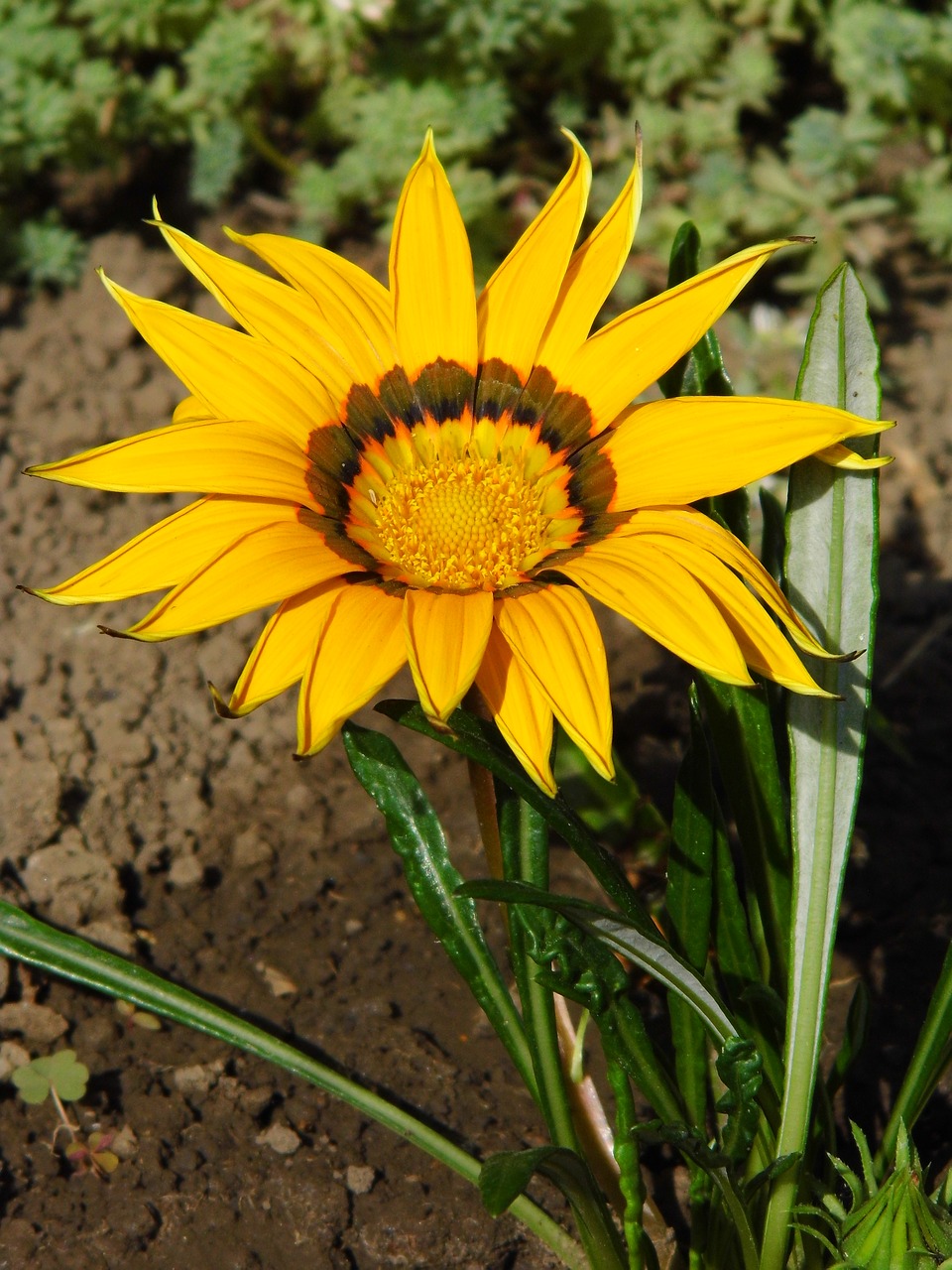 gazánia  flower  garden free photo