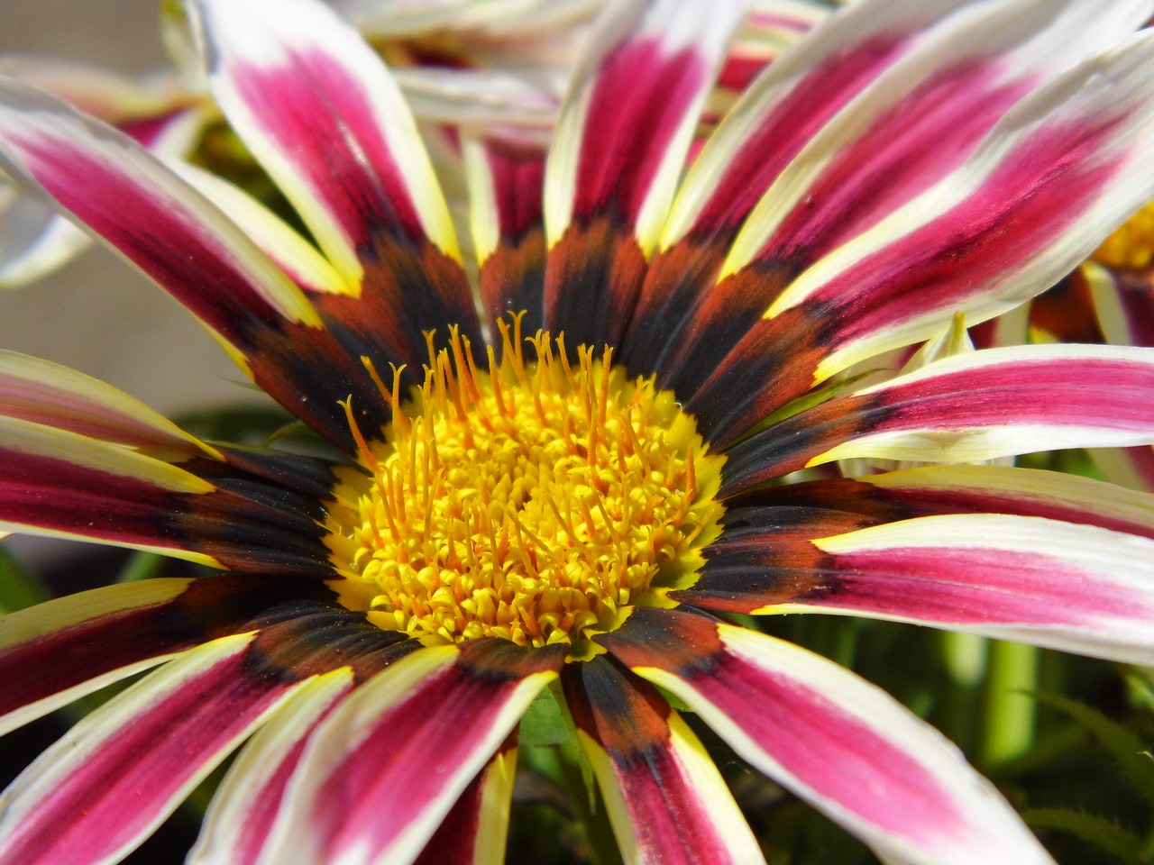 gazania  flower  color free photo