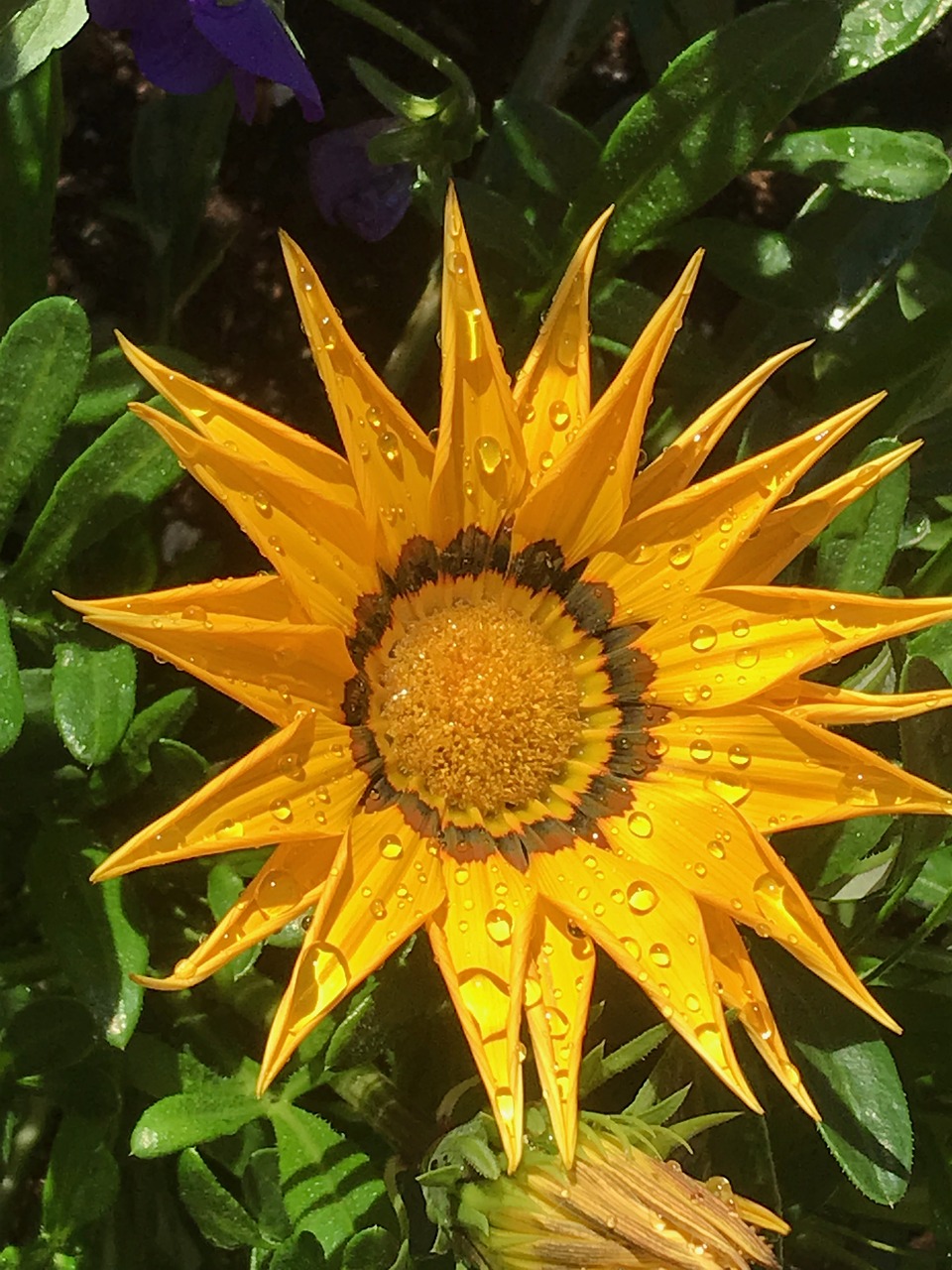 gazania  flower  summer free photo