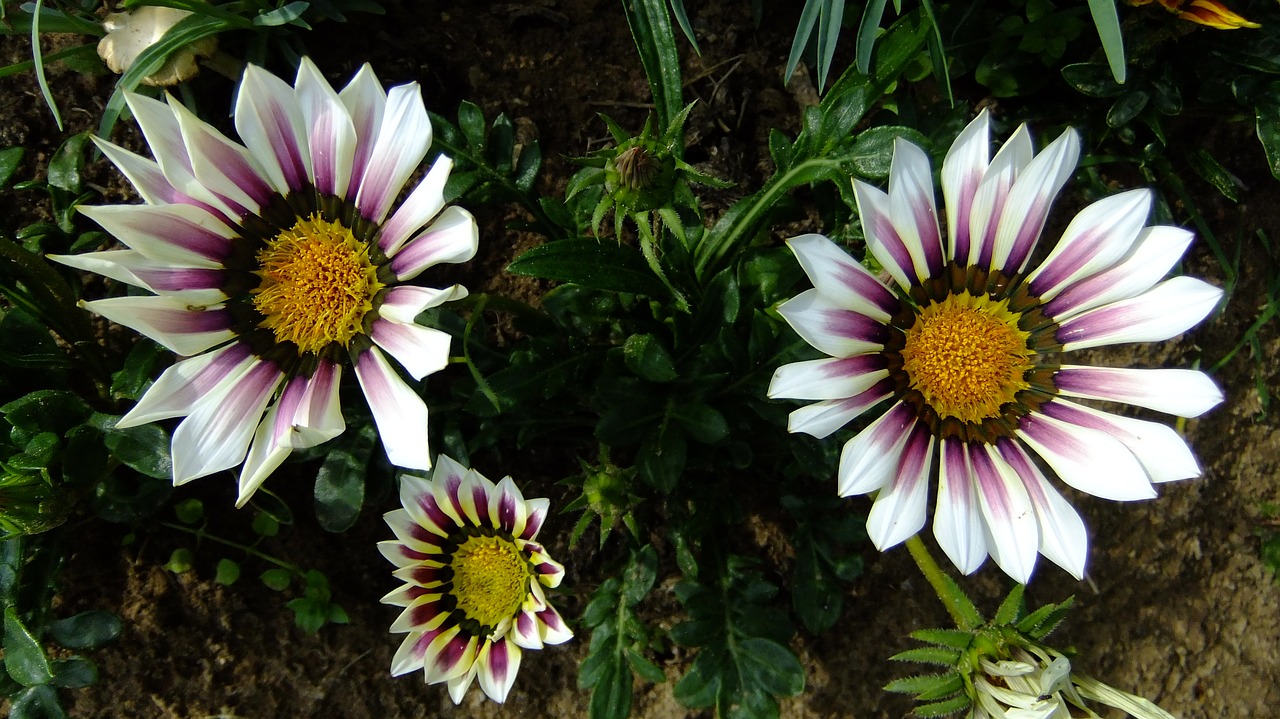 gazania  nature  flowers free photo