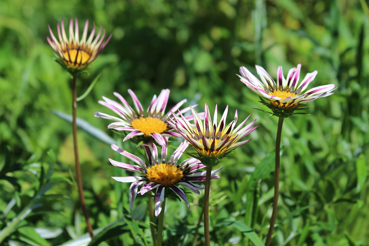 gazania  flowers  plant free photo