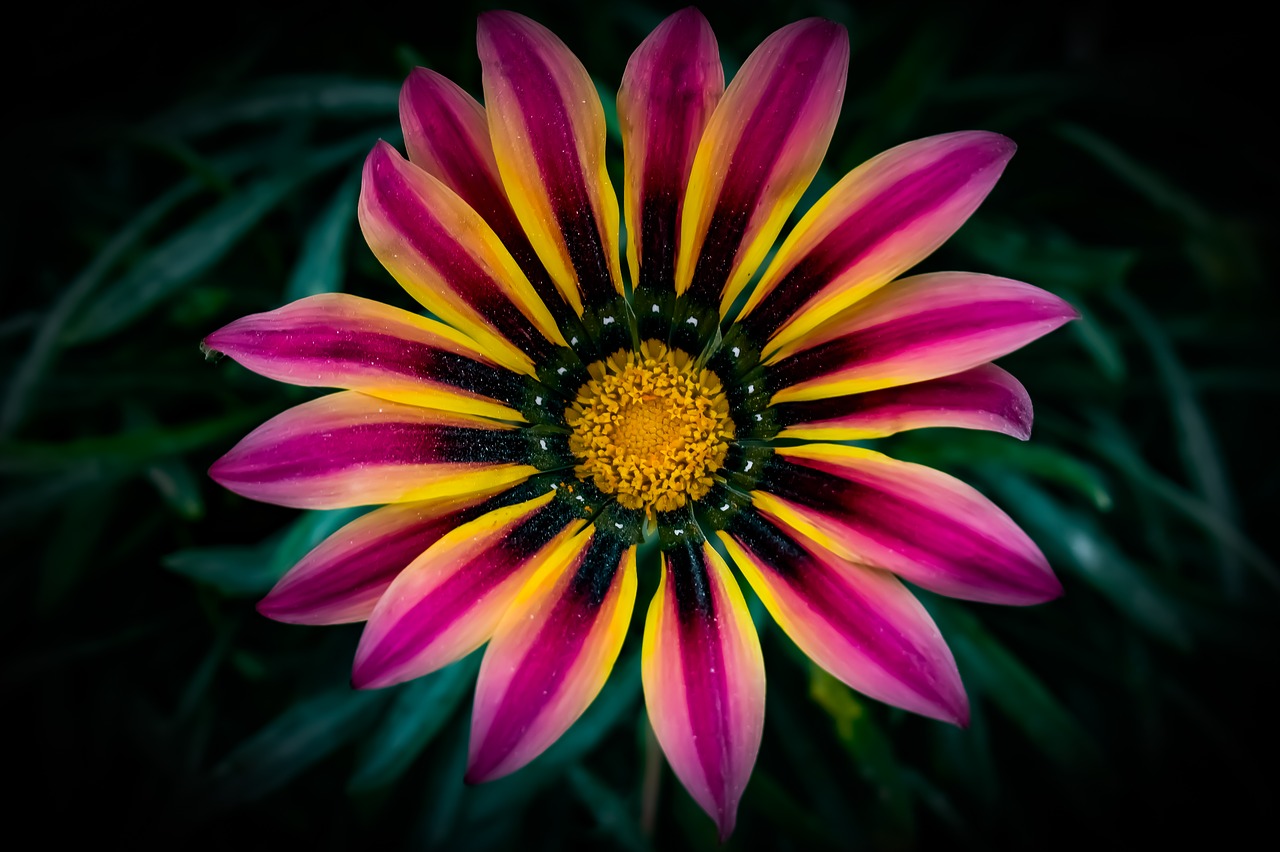 gazania  colorful  flower free photo