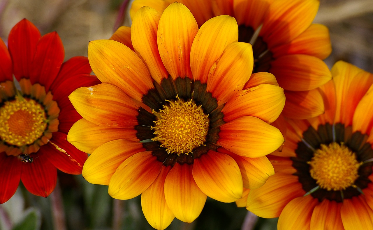 gazania  flowers  blooms free photo