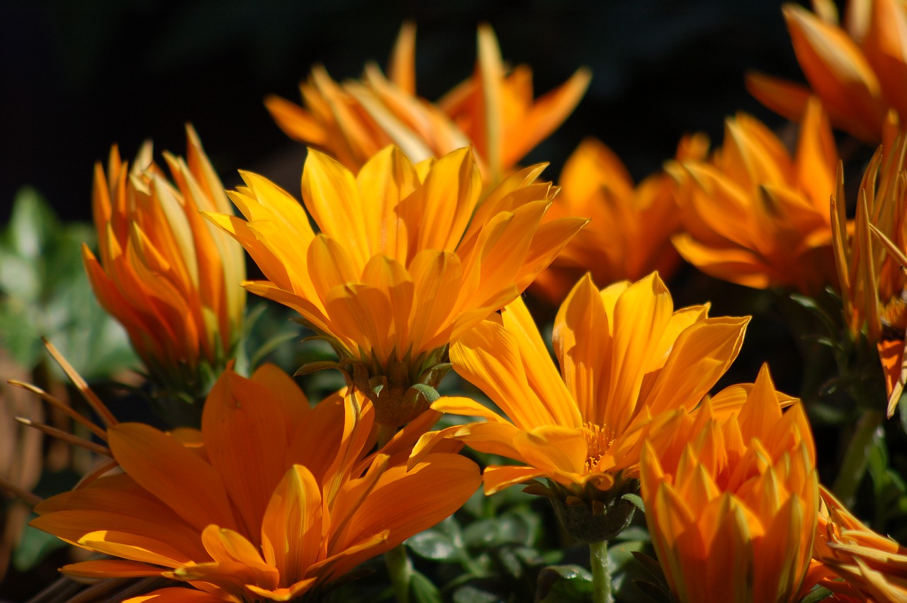 gazania  flowers  orange free photo