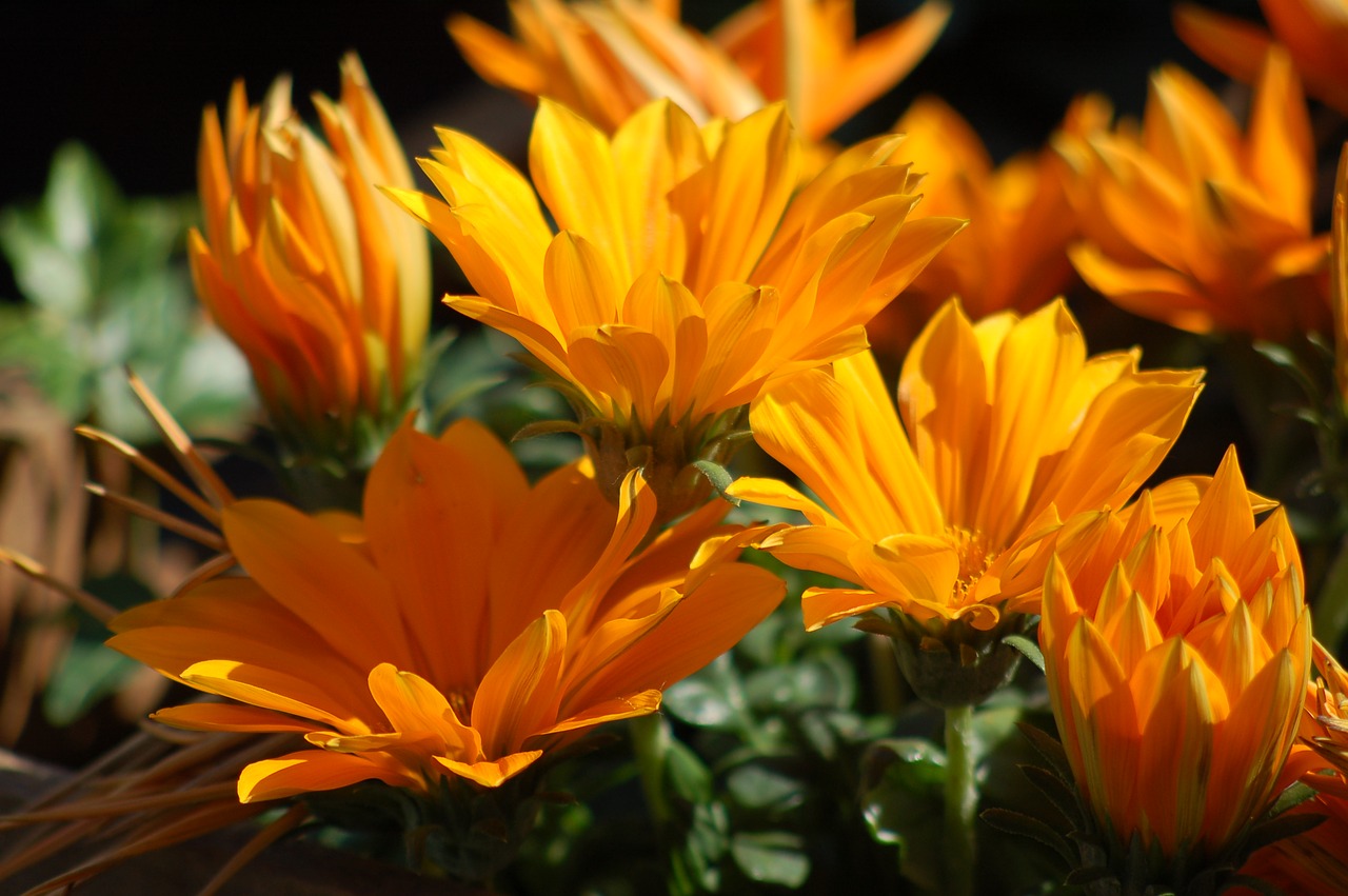 gazania  flowers  orange free photo