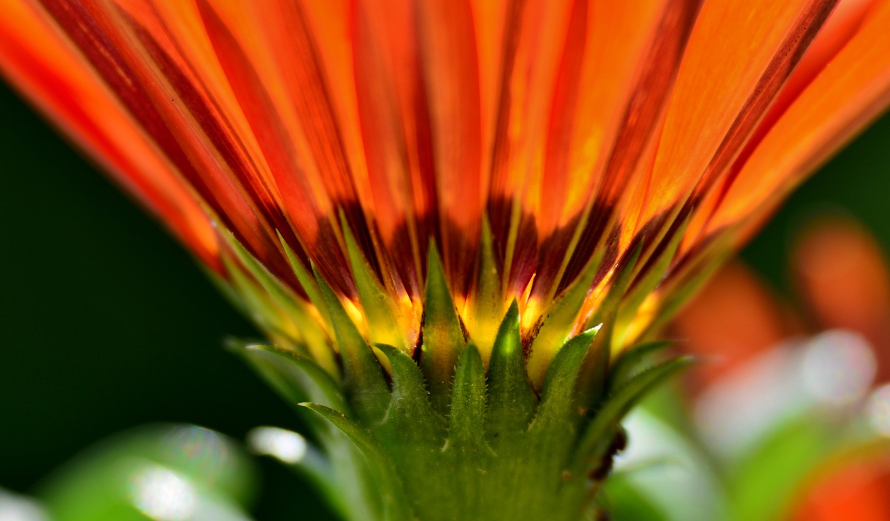 gazania  flower  orange free photo