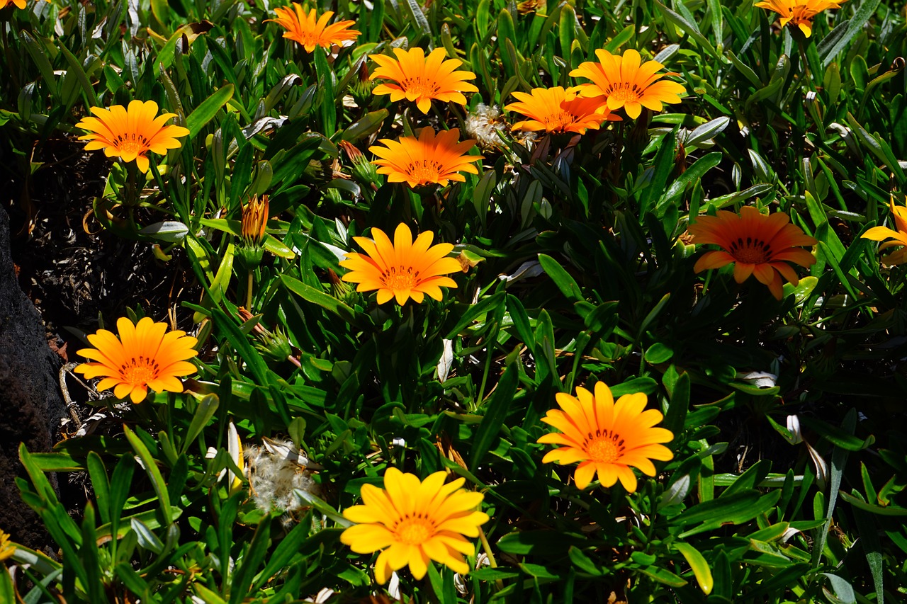 gazania flowers yellow free photo