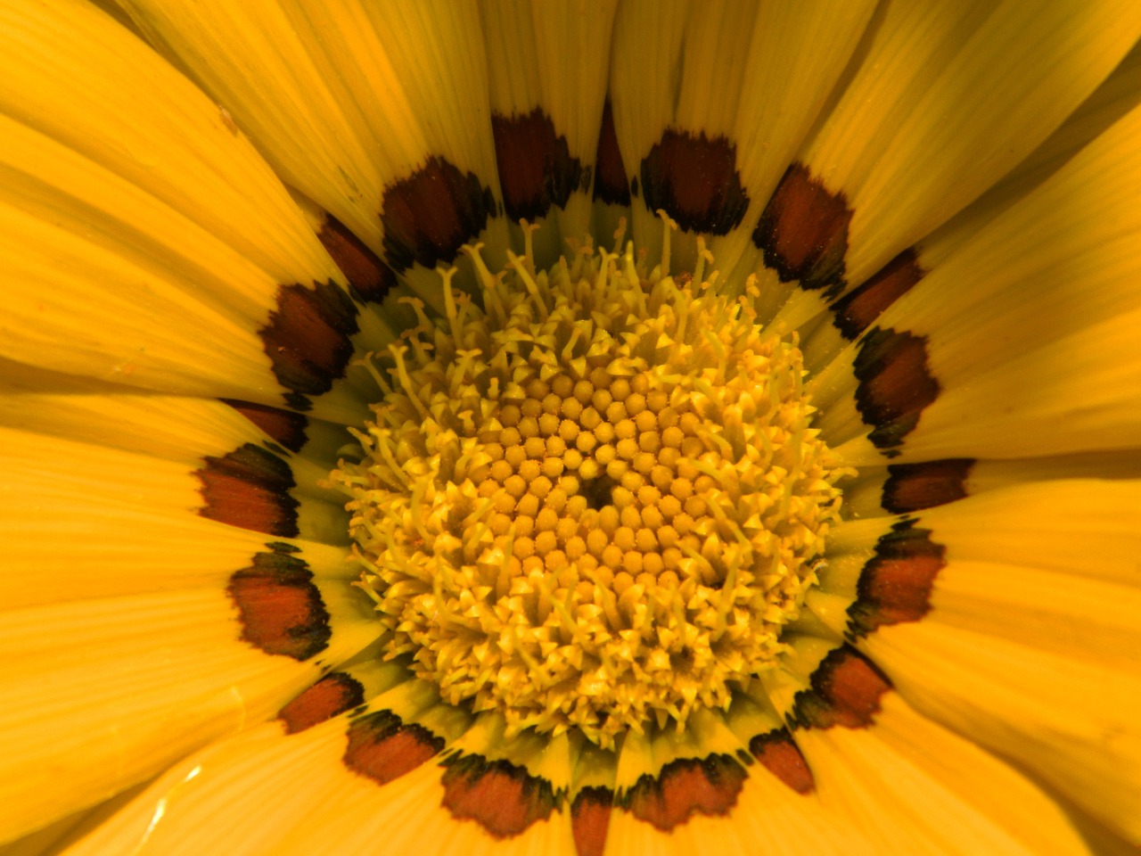 gazania flower nature free photo