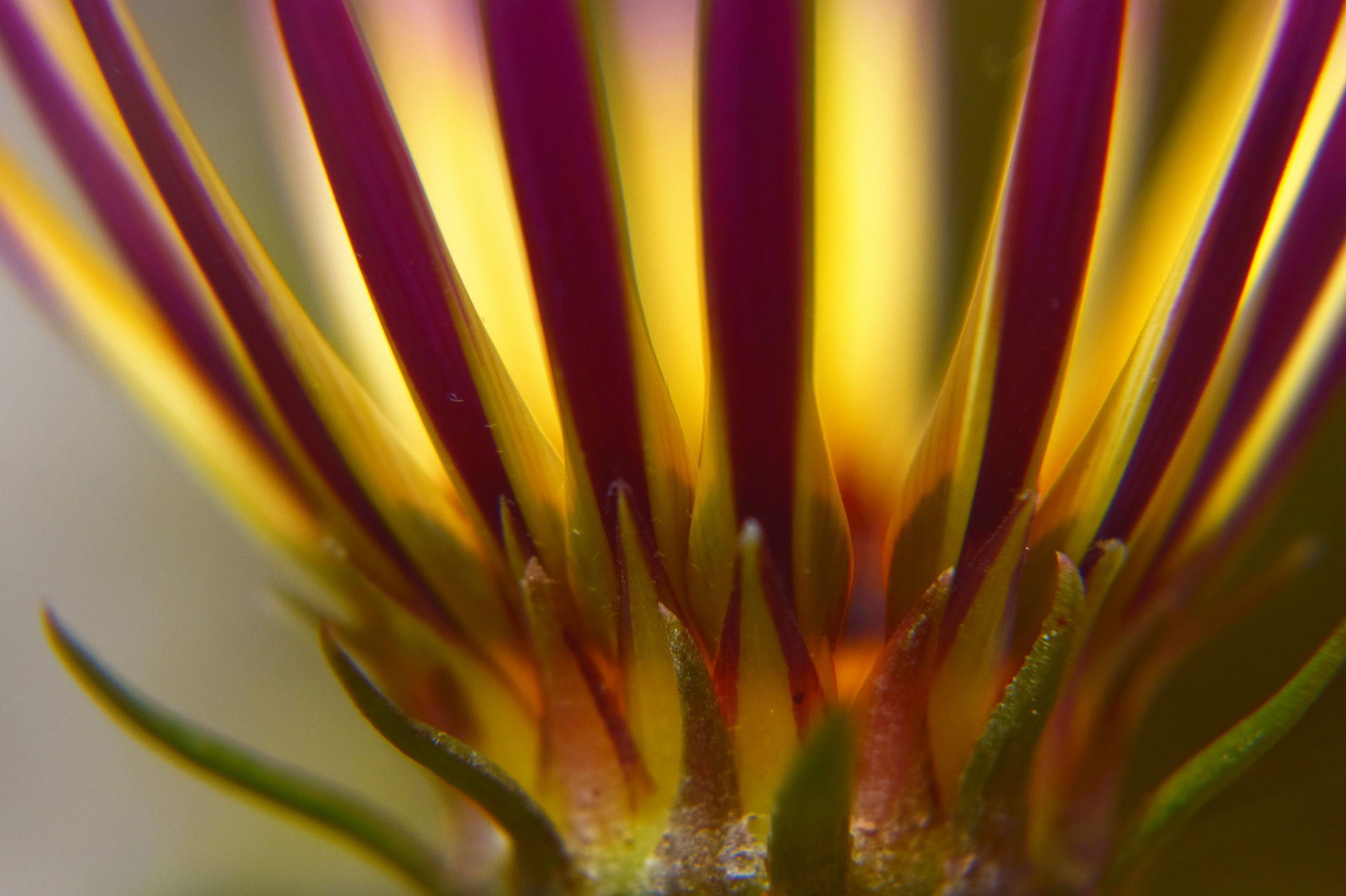 gazania flower macro free photo